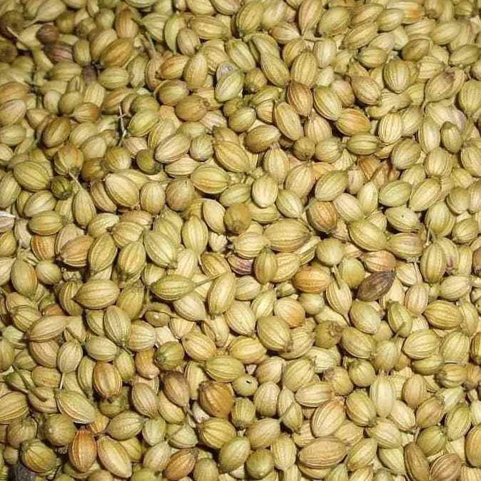 Coriander seeds