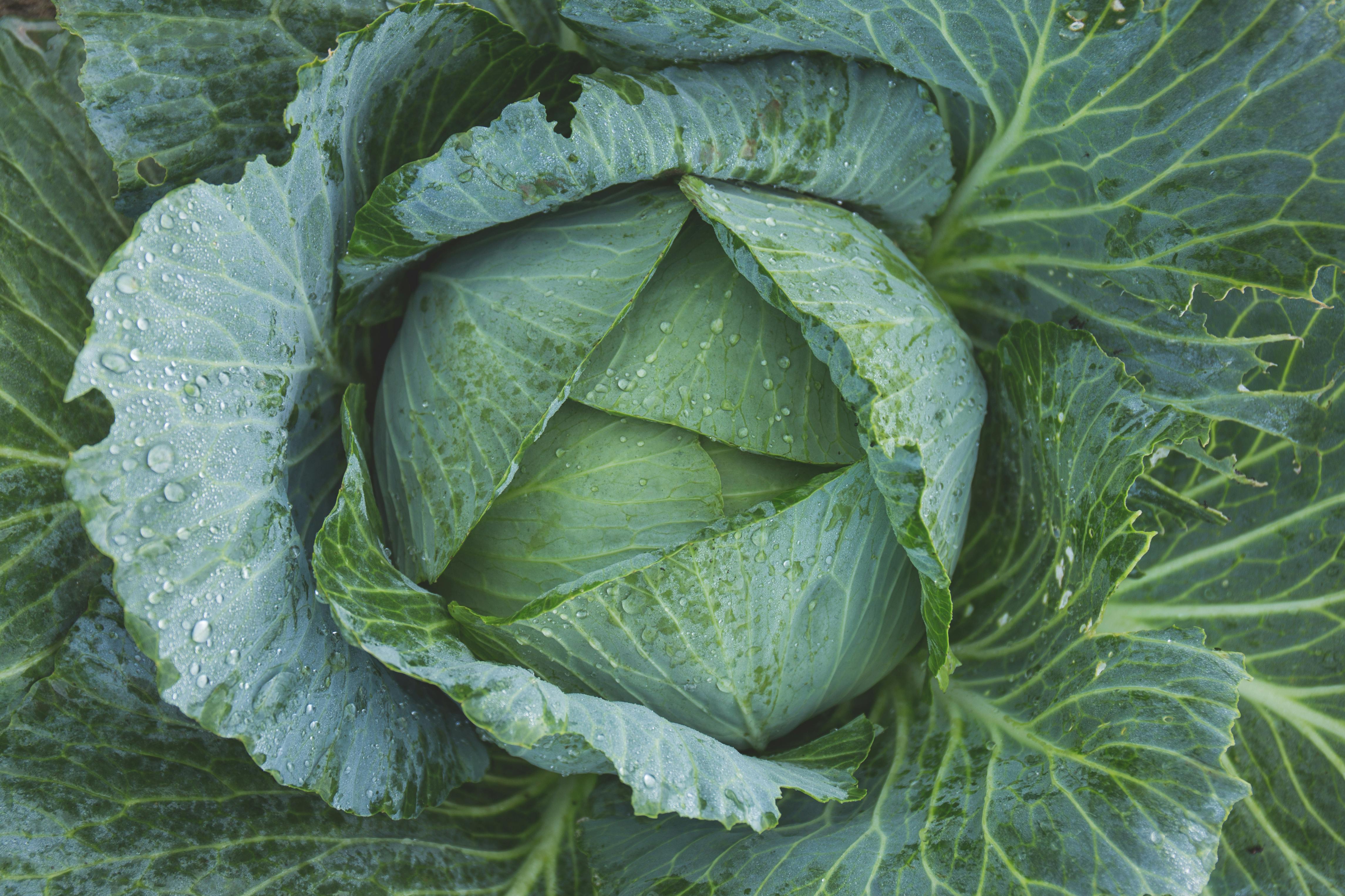 Cabbage