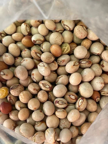 Pigeon Peas