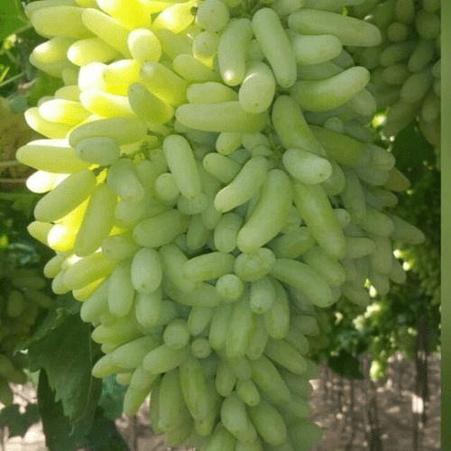 Grapes